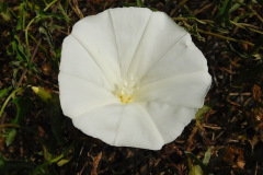DSCN4776_resize