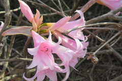 IMG_4271_resize