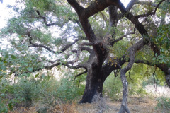 DSCN3295_resize