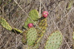 DSCN3305_resize