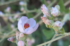 IMG_2790_resize