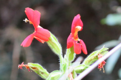 IMG_2803_resize