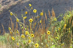 IMG_2831_resize