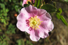 IMG_3978_resize