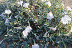 1000000370_resize