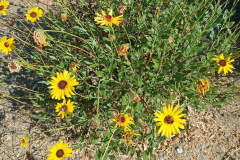 1000000373_resize