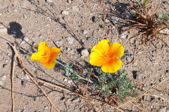 1000000375_resize