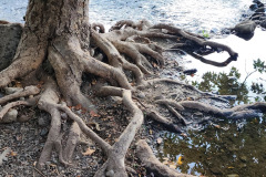 1000023978_resize