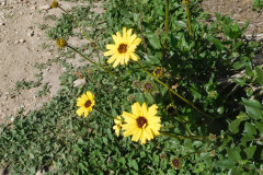 DSCN3650_resize