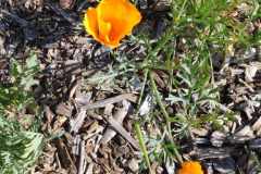 1-California-poppy_resize