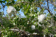 12-fremont-cottonwood_resize