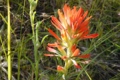 13-indian-paintbrush_resize