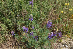 15-lupine_resize