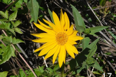 17-slender-sunflower_resize