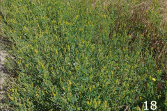 18-yellow-sweet-clover_resize