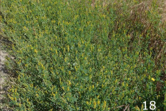18-yellow-sweet-clover_resize