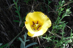 19-yellow-mariposa-lily_resize