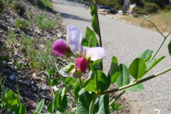 2-wild-sweet-pea_resize