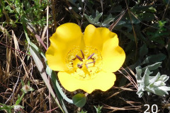 20-yellow-mariposa-lily_resize