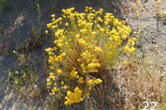 22-golden-yarrow_resize