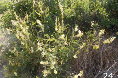 24-Santa-Barbara-locoweed_resize