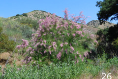 26-tamarisk-saltcedar_resize