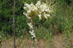 30-chaparral-yucca_resize