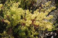 4-narrow-leaved-bedstraw_resize