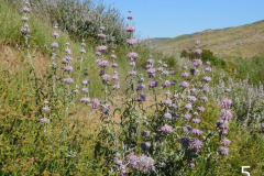 5-purple-sage_resize