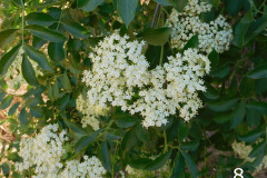 8-elderberry_resize