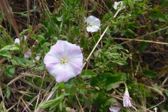 1-morning-glory_resize