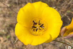 10-yellow-mariposa-lily_resize