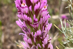 11-owls-clover_resize