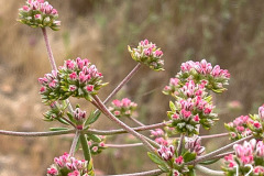 12-California-buckwheat_resize