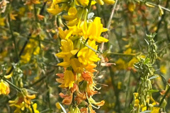 13-deerweed_resize