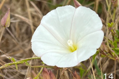 14-false-bindweed_resize
