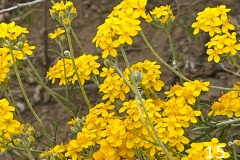15-golden-yarrow_resize