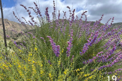 19-woolly-blue-curls-deerweed_resize