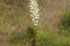 2-chaparral-yucca_resize
