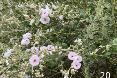 20-bush-mallow_resize
