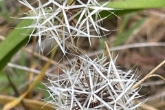 21-silver-puffs_resize