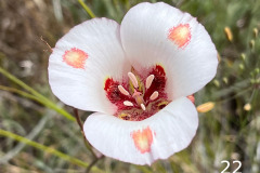 22-butterfly-mariposa-lily_resize