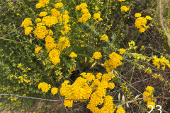 23-golden-yarrow_resize