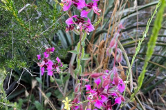 24-elegant-clarkia_resize