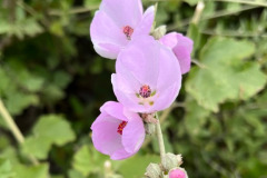 25-bush-mallow_resize