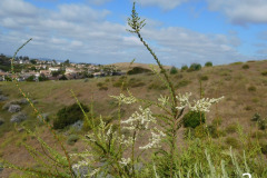 3-chamise_resize
