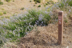 4-black-sage_resize