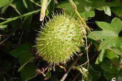 6-wild-cucumber_resize