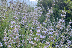 8-black-sage_resize