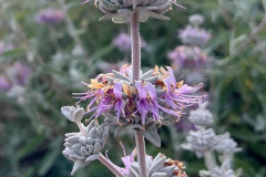 9-purple-sage_resize